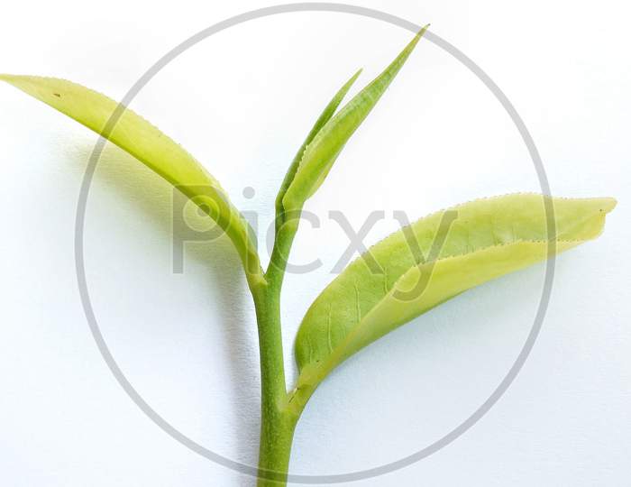 Green tea leaf bud closeup isolated with white background