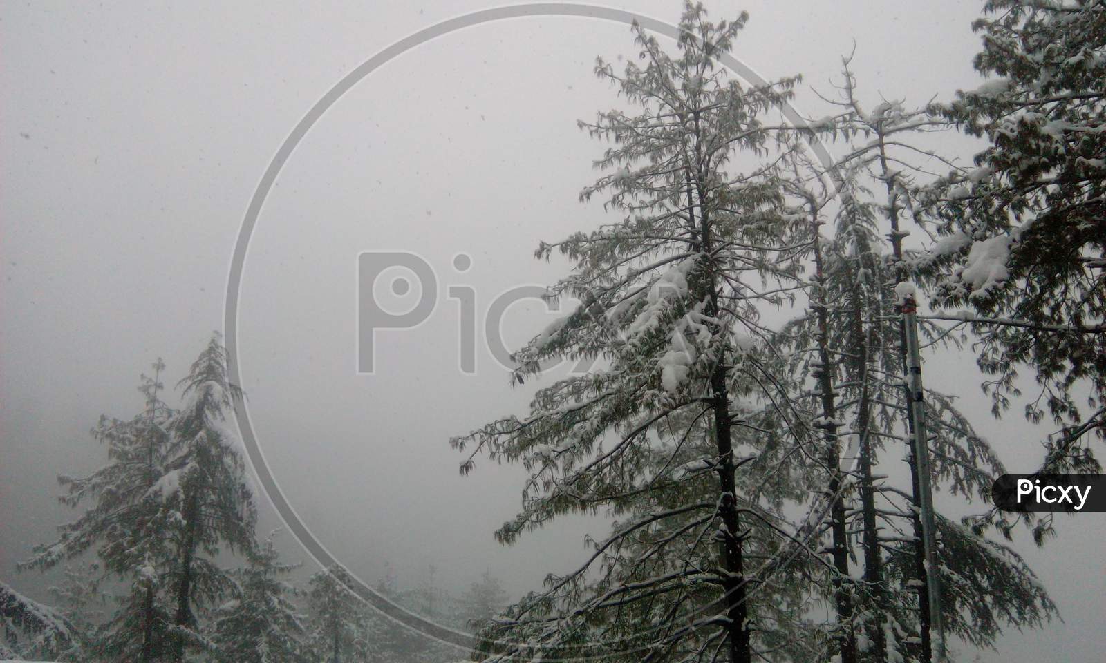 Snow Covered Trees in Winter, Himachal Pradesh