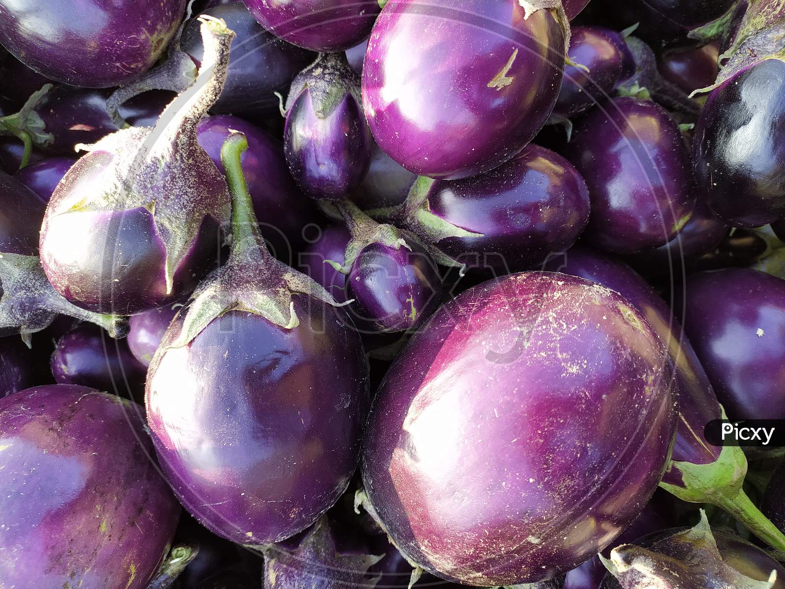 Eggplant Or Brinjal Closeup Forming a Background