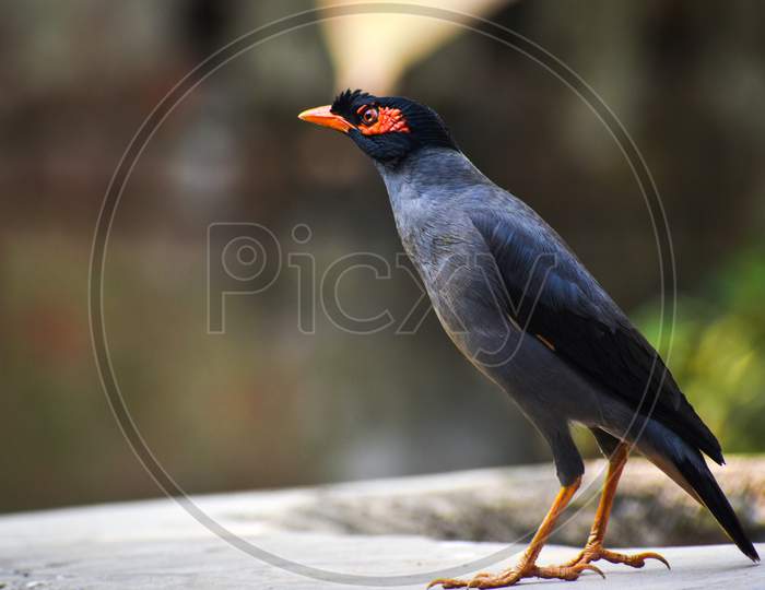 The Common Myna Or Indian Myna, Sometimes Spelled Mynah, Is A Member Of The Family Sturnidae Native To Asia.