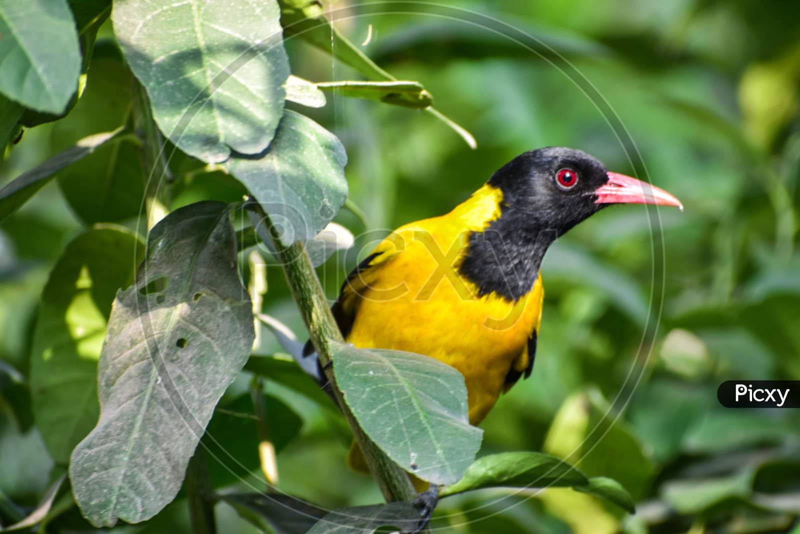 The Black-Headed Oriole Is A Species Of Bird In The Family Oriolidae. It Is Found In Africa And Has A Very Striking Appearance With A Bright Yellow Body, Contrasting Black Head And Flesh Coloured Beak.