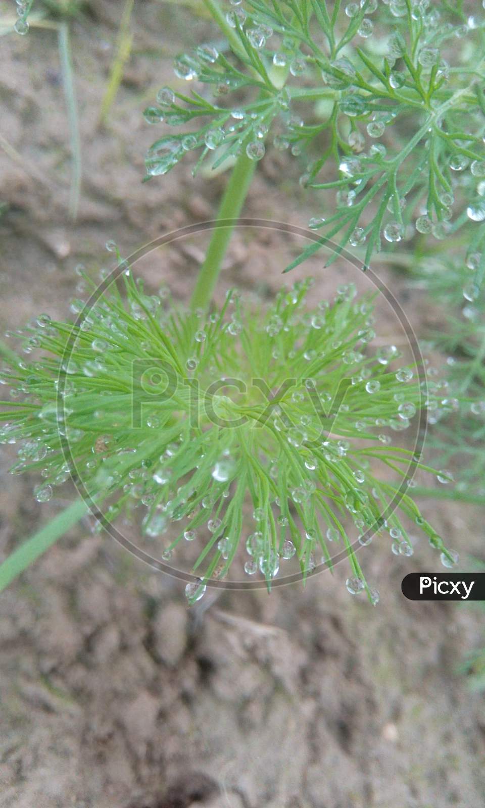 Rain Water Droplets  on Green Plant Leafs Closeup