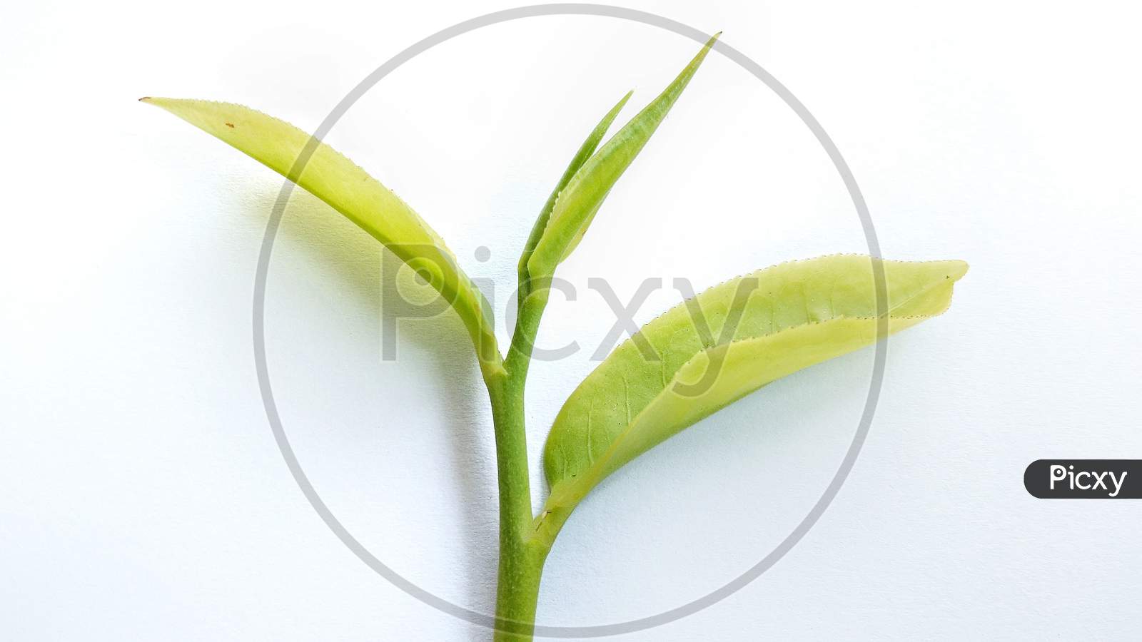 Green tea leaf bud closeup isolated with white background