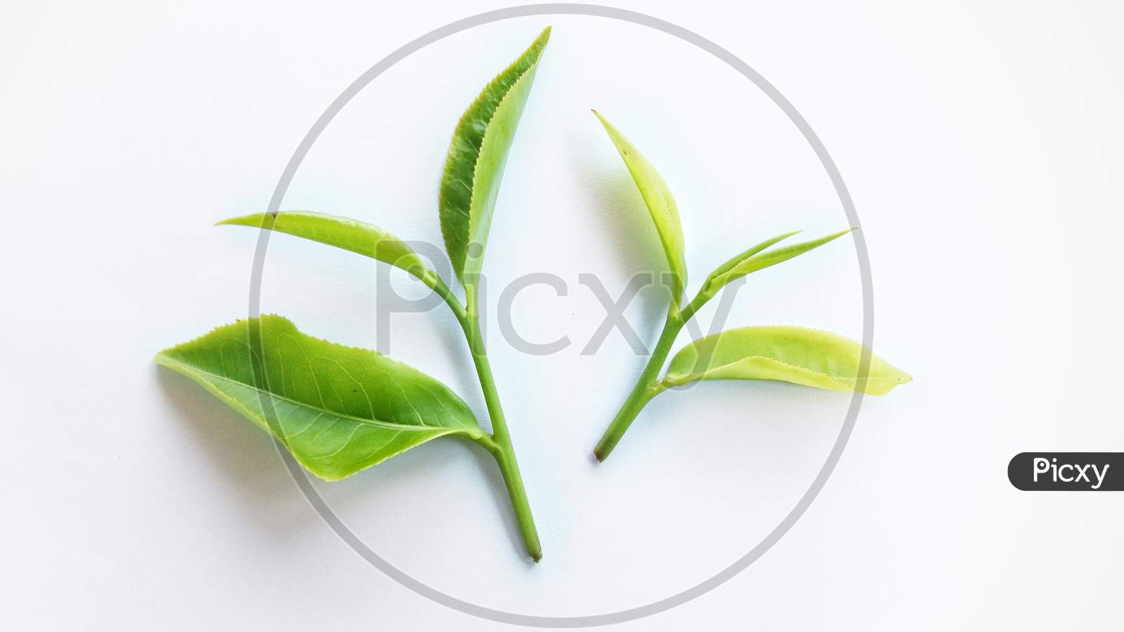 Green tea leaves, tea leaf buds isolated with white background