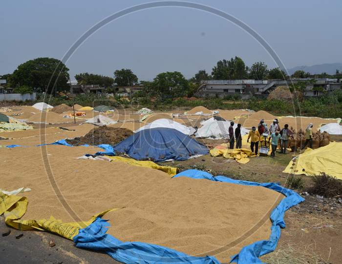 Workers fill paddy into Bags at a Paddy procurement centre in a Village. TS govt announces collection centres in respective villages instead of Market Yards amidst coronavirus Covid 19 scare