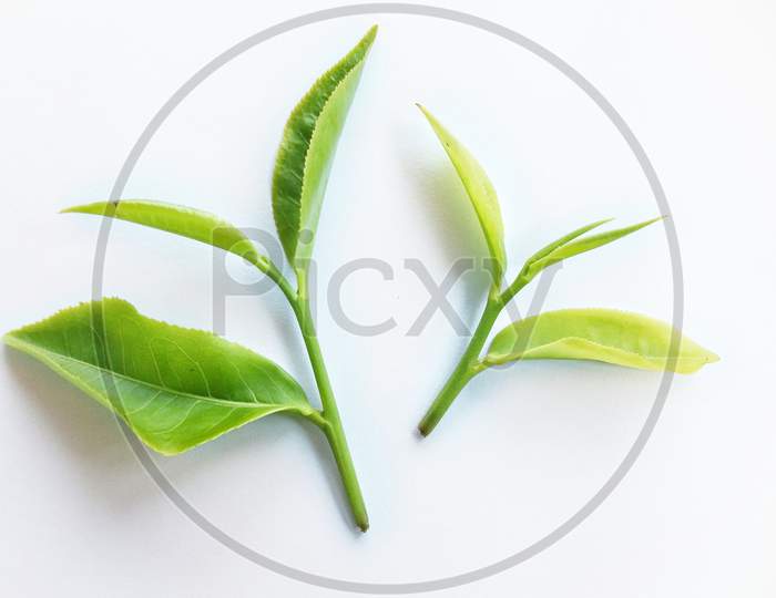 Green tea leaves, tea leaf buds isolated with white background