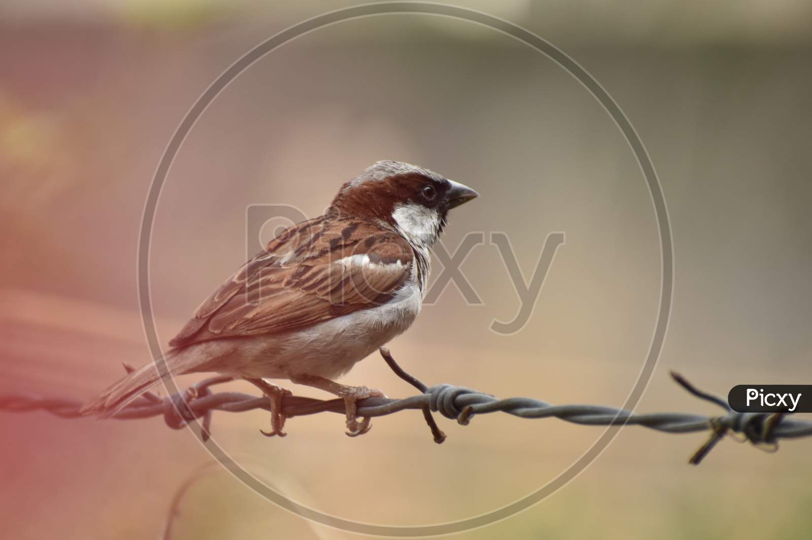 beautiful image of sparrow sitting on fence side view