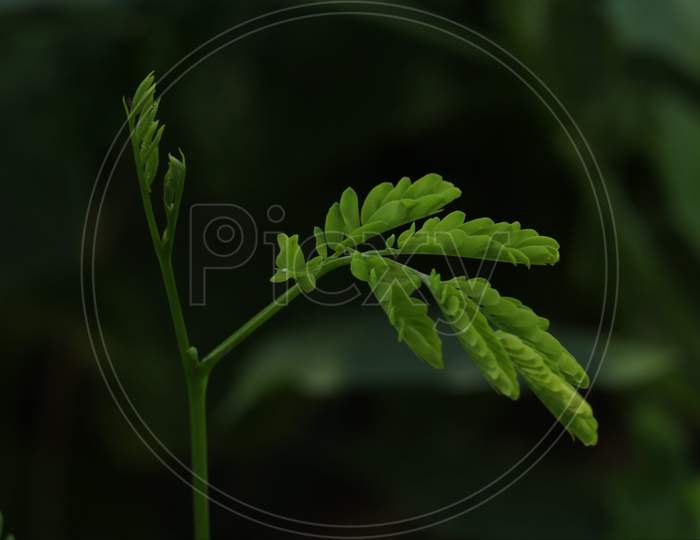 Terrestrial plant