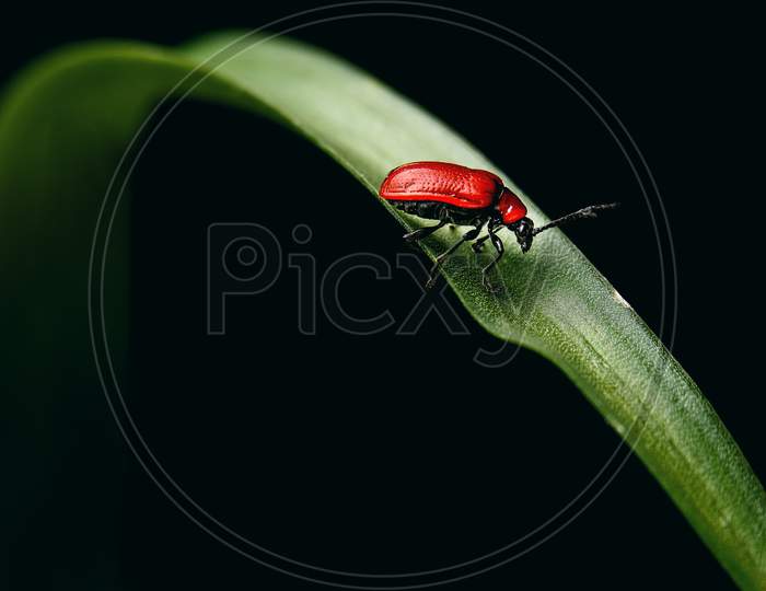 An insect on grass