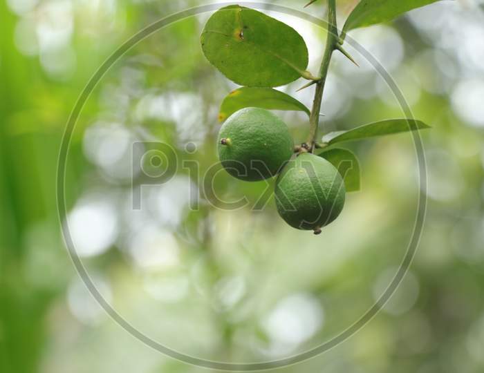 Fresh Lemon Fruits In Tree, The Ultimate Sources Of Vitamin-C In The Nature.