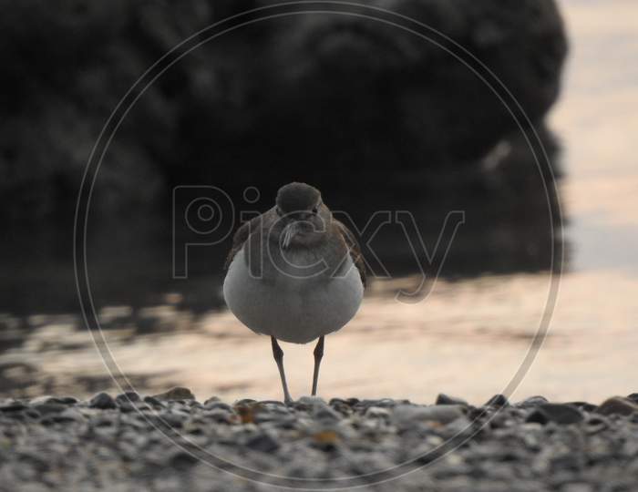 The beautiful little bird on beach
