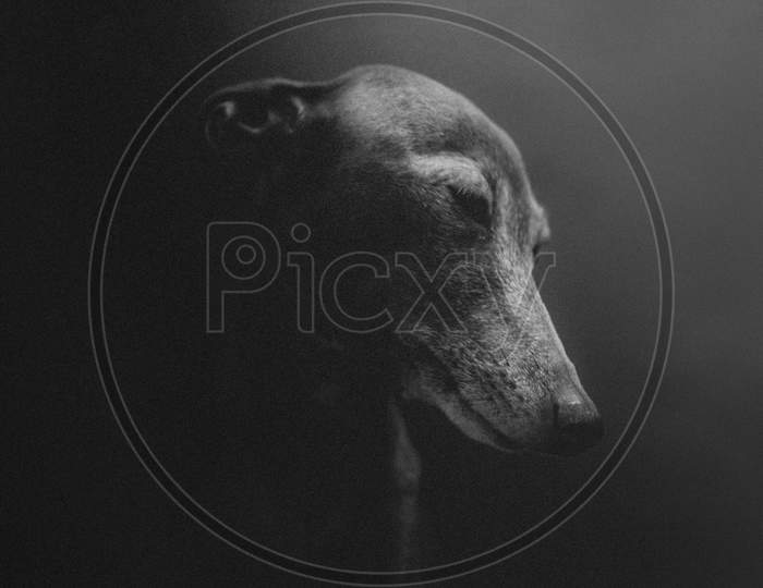 A black and white portrait of dog