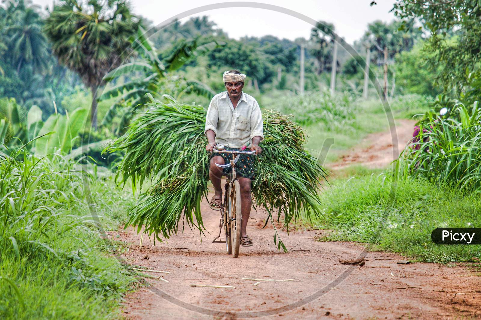 Farmer carrying green fodder to feed the cattle