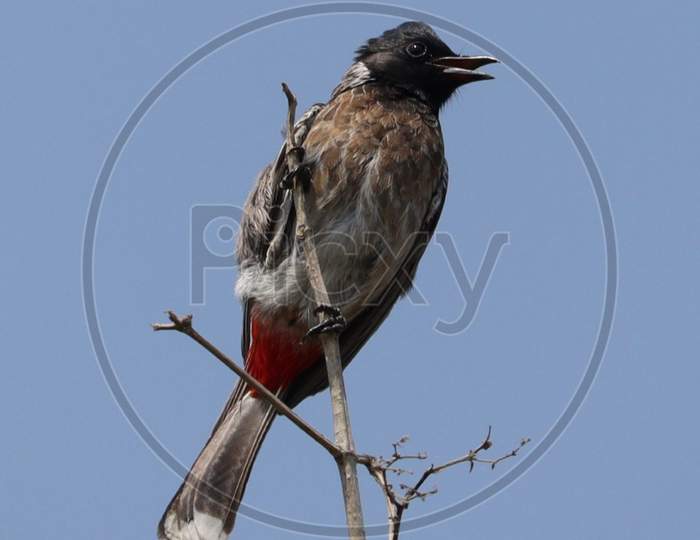 Red  vented  bulbul