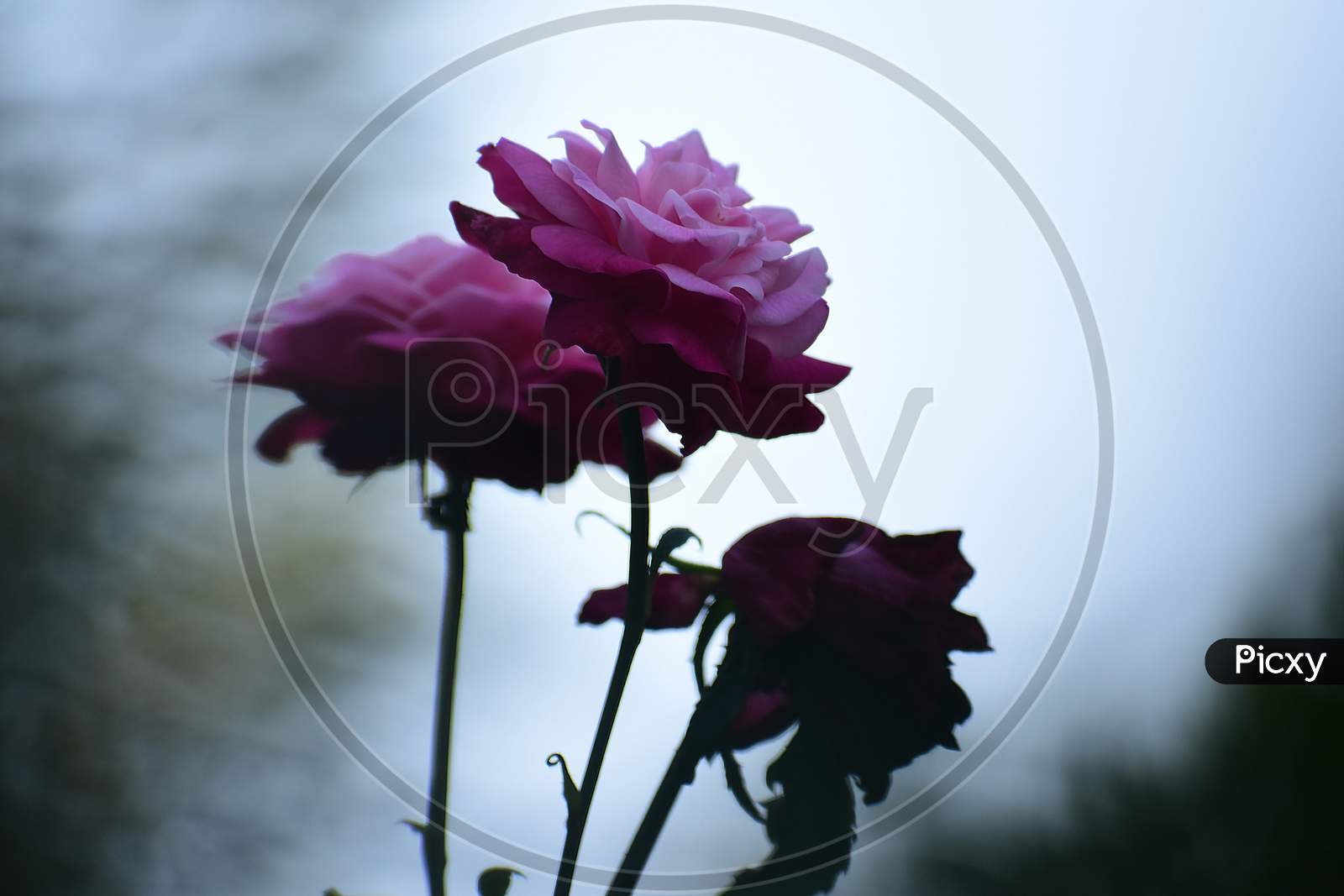Beautiful red and pink rose in dark background