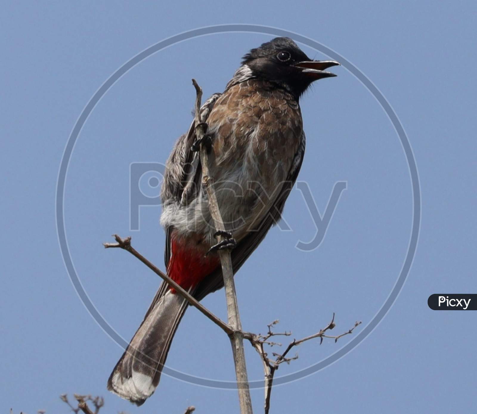 Red  vented  bulbul