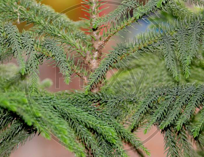 natural background of Christmas tree