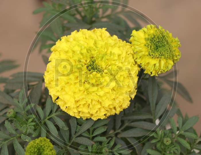 Marigold Flower (Gada Flower) Top View In The Garden, Gold Marigolds Fascinate Our Mind.