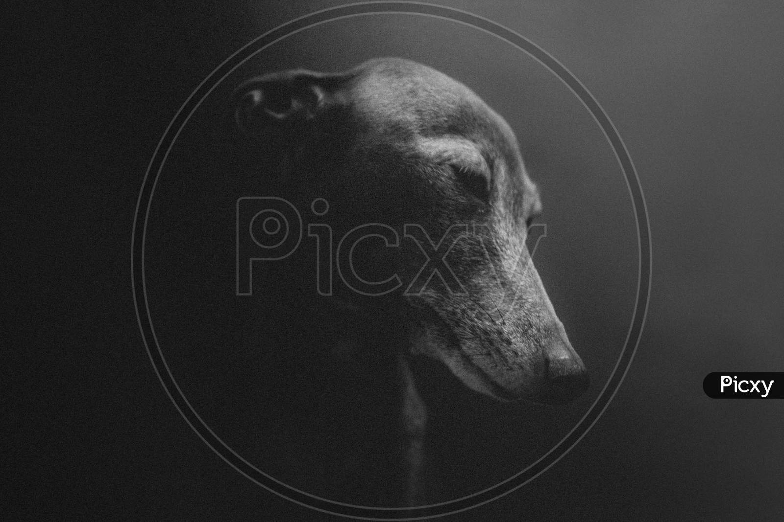 A black and white portrait of dog