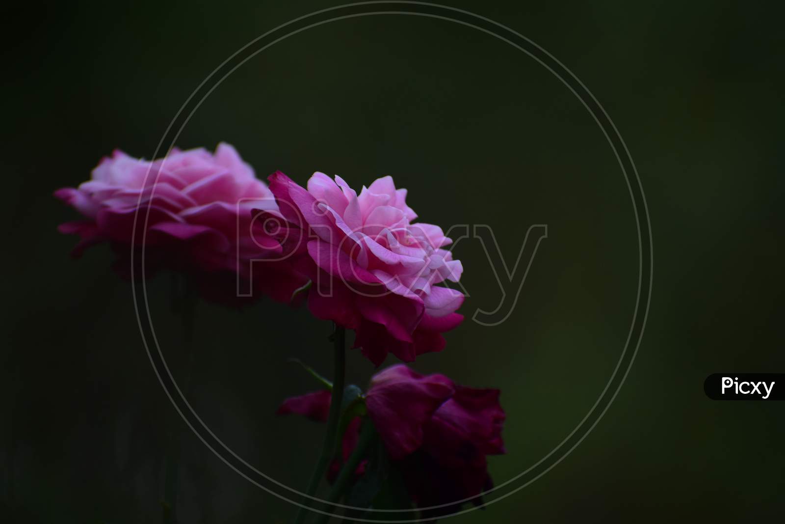 A red and pink tone rose with dark background.