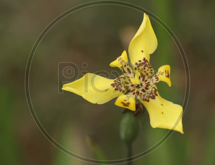 Yellow Flower With Green Soft Background In The Garden, Looks Nice And Mind Blowing