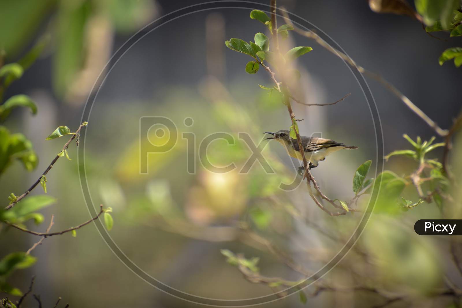 A bird sitting on branch during daytime