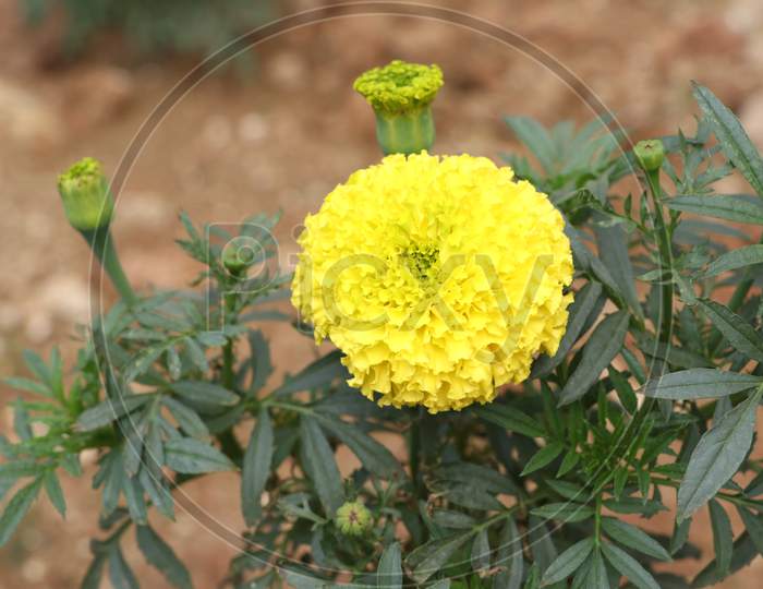 Marigold Flower (Gada Flower) Top View In The Garden, Gold Marigold Fascinates Our Mind.