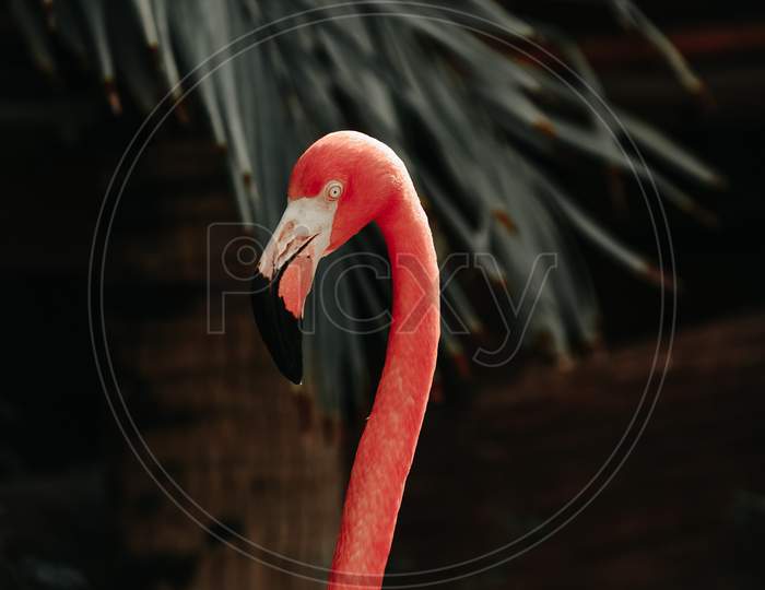 A pink flamingo looking downwards