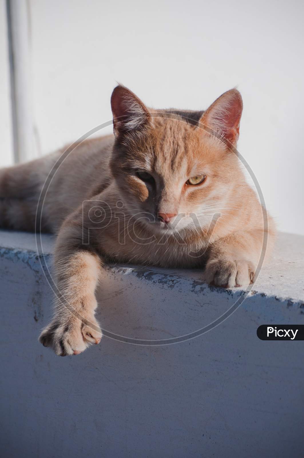 A cat is sitting on wall showing its paw
