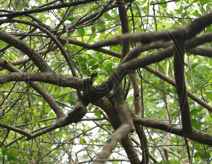 Branches Of A Old Lemon Tree In The Garden, Looks Very Attractive.