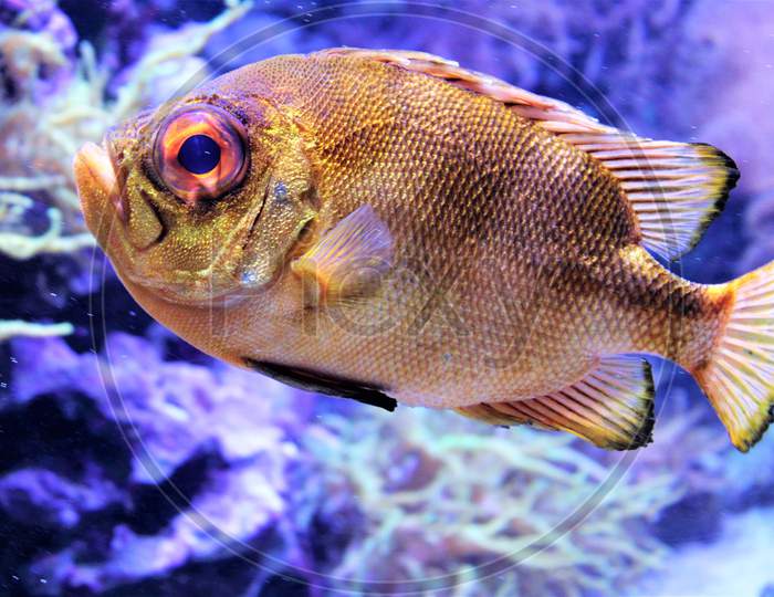 A golden fish with red eye