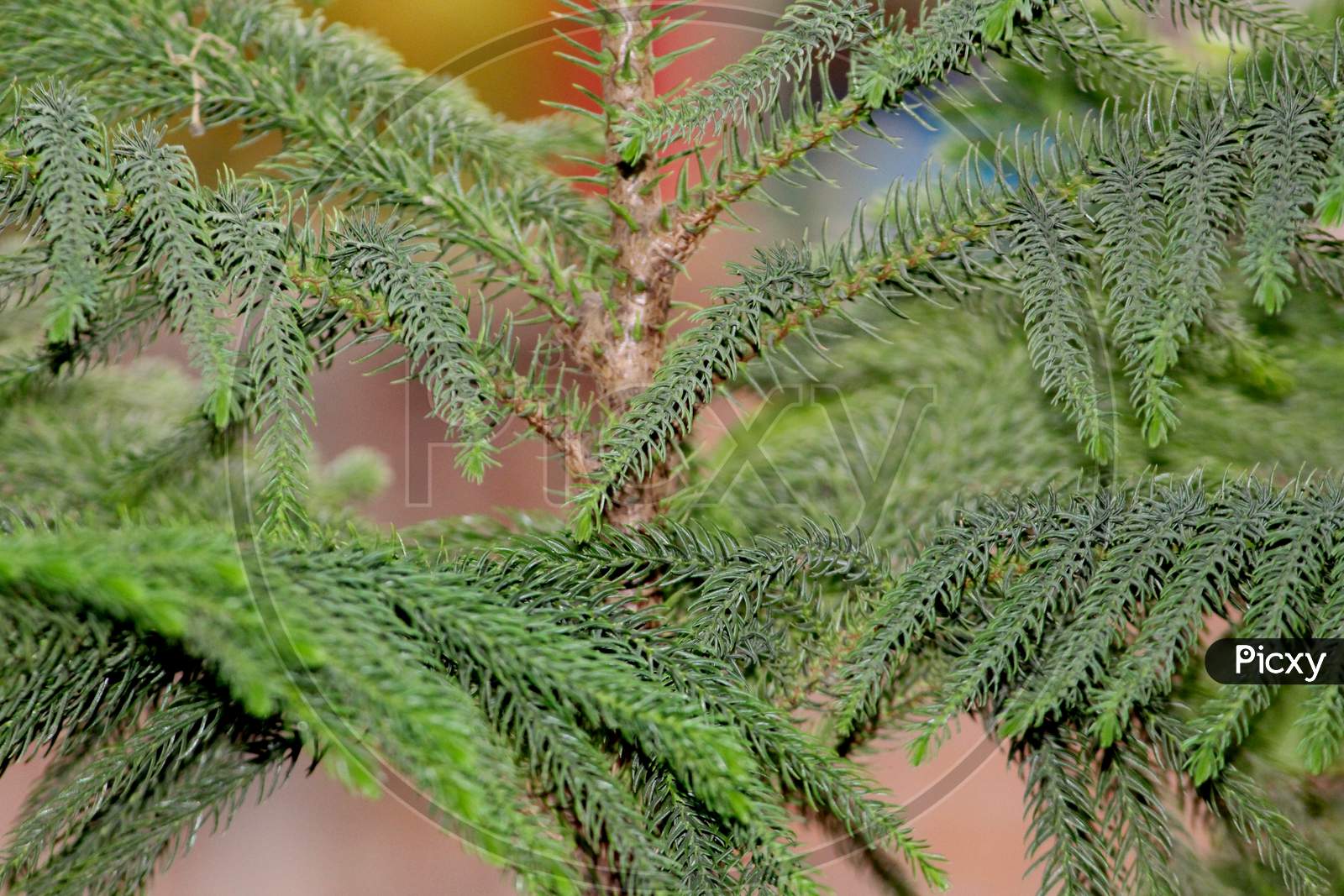 natural background of Christmas tree
