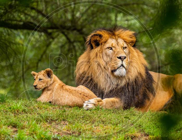 Lion And Cub Sitting On The Ground Of Forest