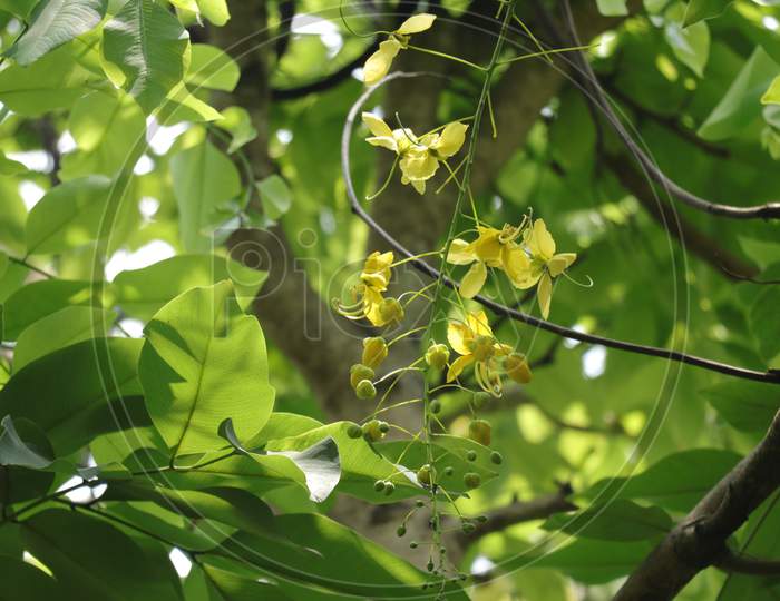 Yellow Color Flower With The Branches Of Tree And Soft Day Light In The Nature