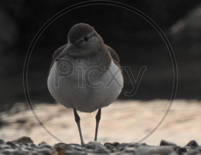 The beautiful little bird on beach