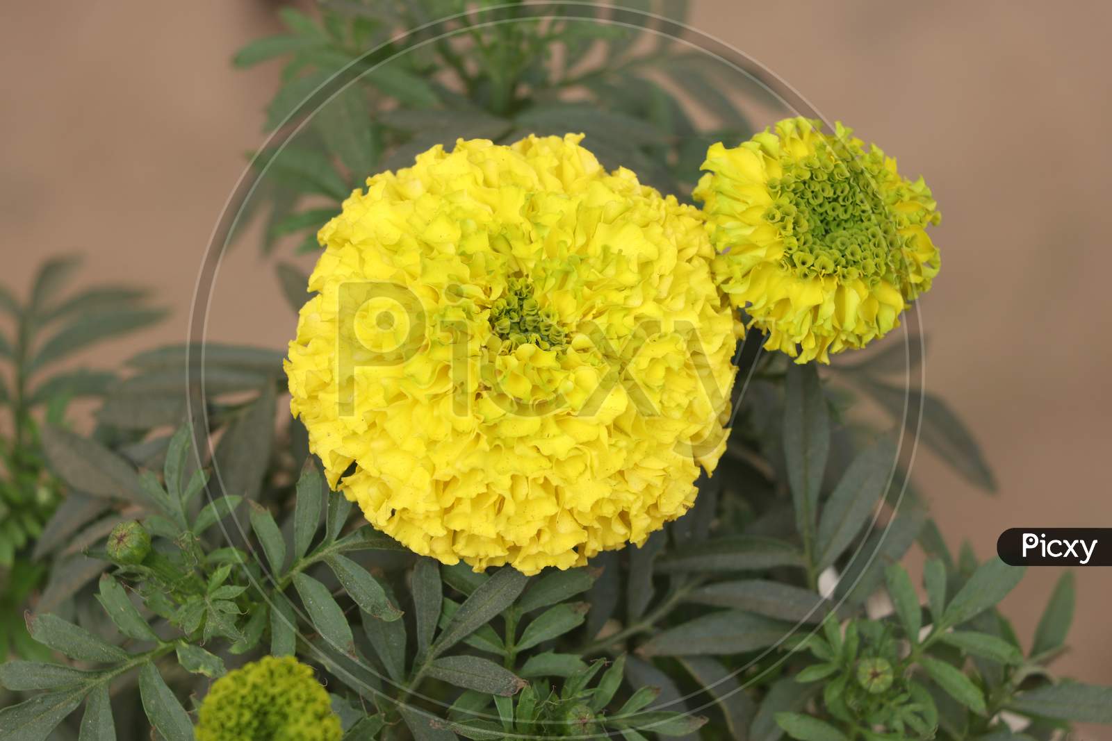 Marigold Flower (Gada Flower) Top View In The Garden, Gold Marigolds Fascinate Our Mind.