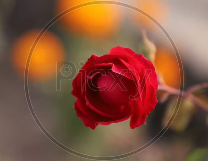 Red rose wallpaper with blurry Bokeh background