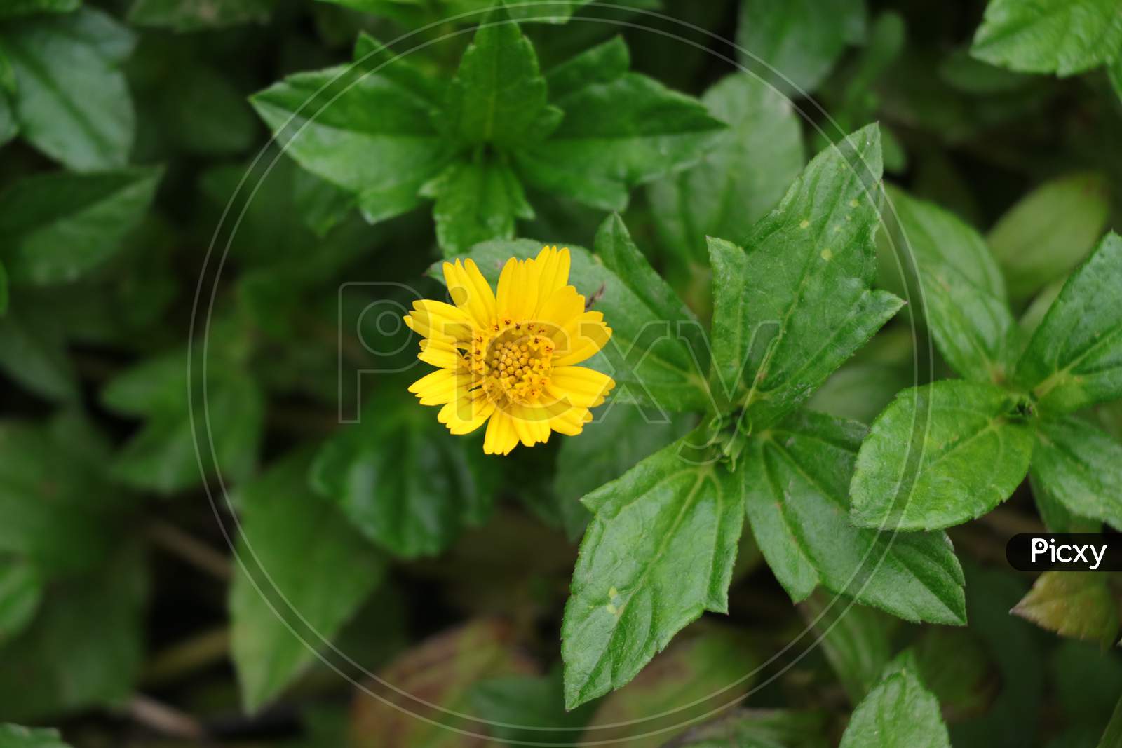 Yellow Calendula Flower With Soft Green Background And Leaves. Kinds Of Medicinal Herbs.