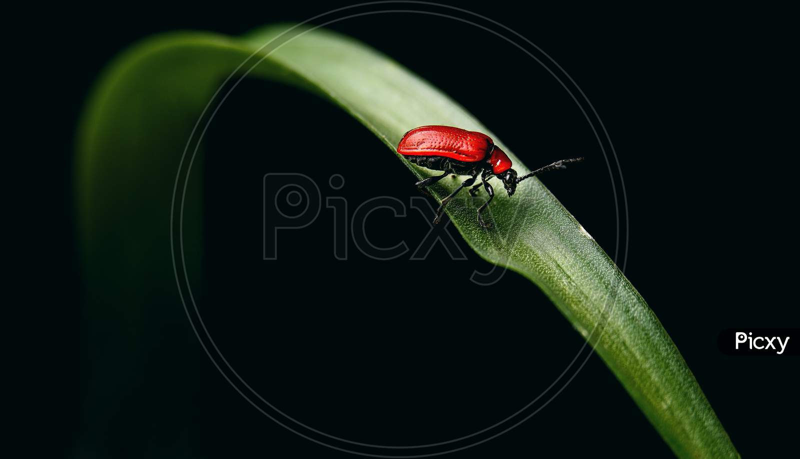 An insect on grass