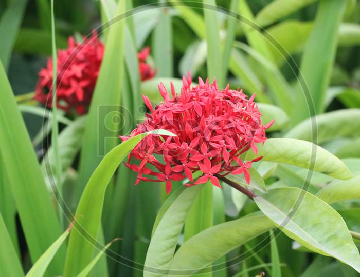 Beautiful Red Flower In The Park With Green Background At Day Light