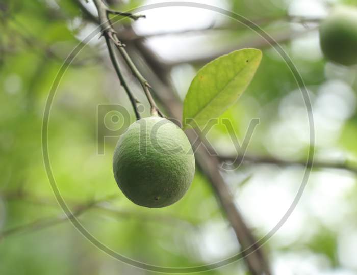 Fresh Lemon Fruits In Tree, The Ultimate Sources Of Vitamin-C In The Nature.