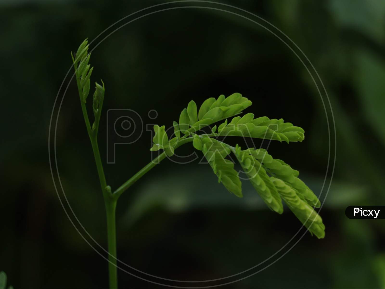 Terrestrial plant