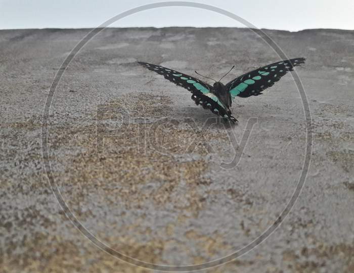 A Black Butterfly On a Floor Background