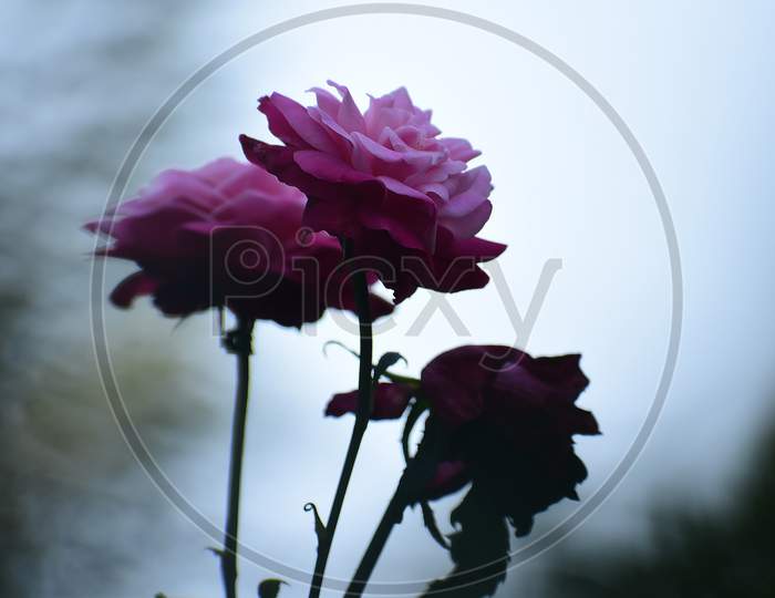 Beautiful red and pink rose in dark background