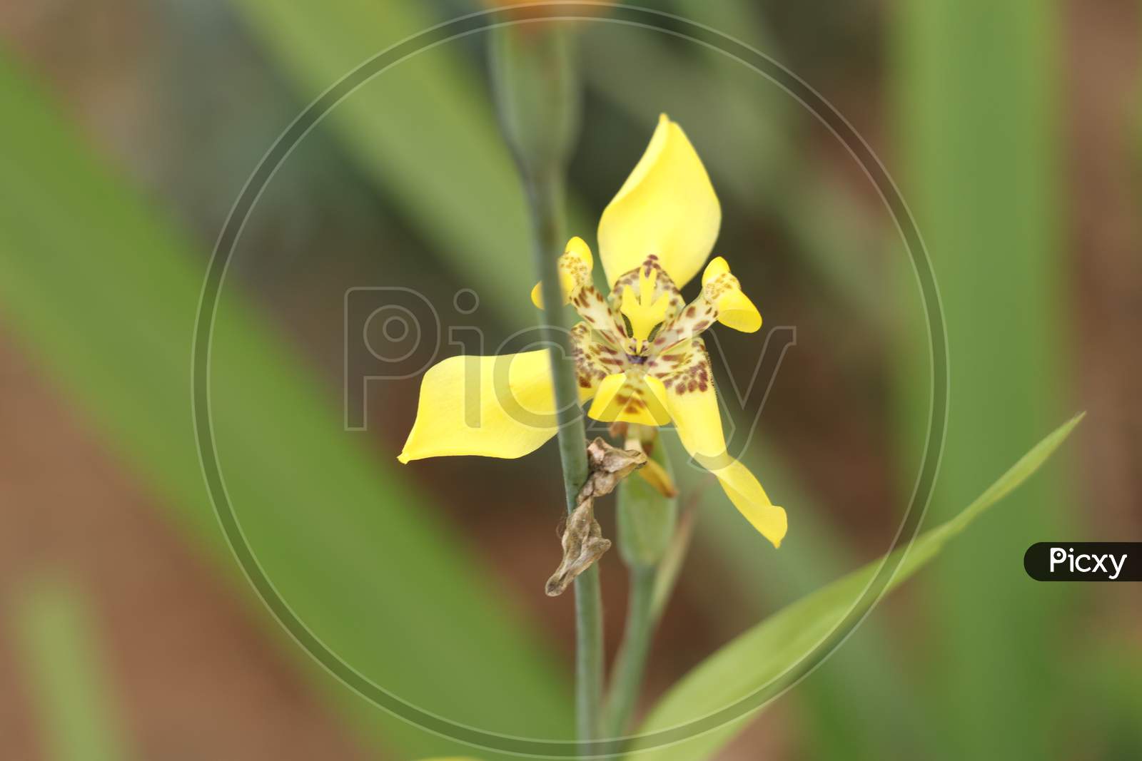Yellow Flower With Green Soft Background In The Garden, Looks Nice And Mind Blowing