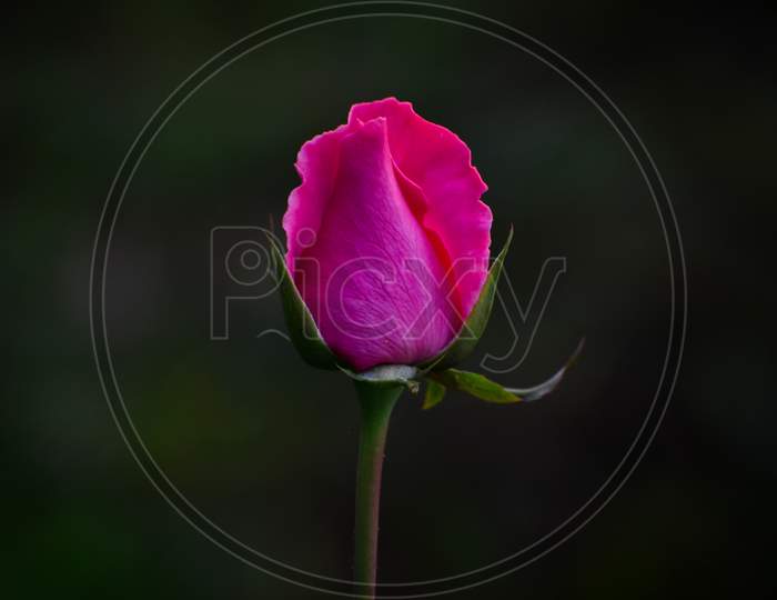 Selective Focus On A Fresh Rose Buds In A Garden With Background Blur