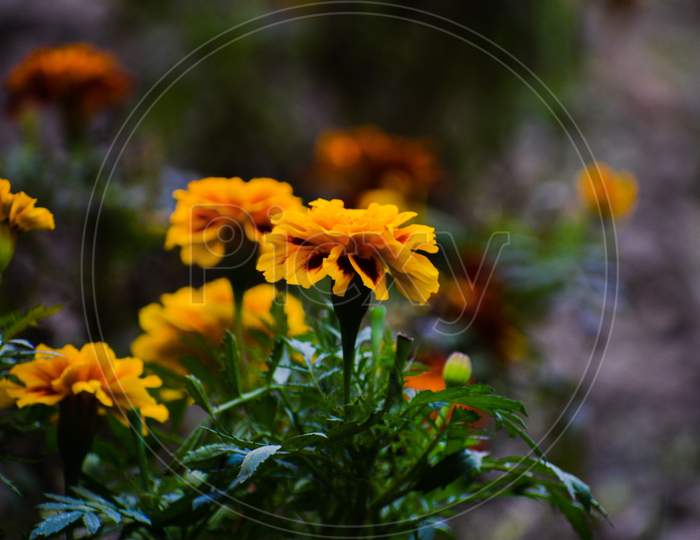 Flowers French marigold