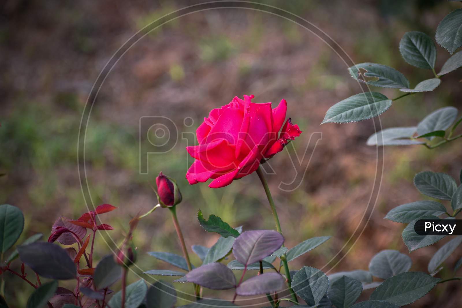 A Rose Is A Woody Perennial Flowering Plant Of The Genus Rosa, In The Family Rosaceae, Or The Flower It Bears