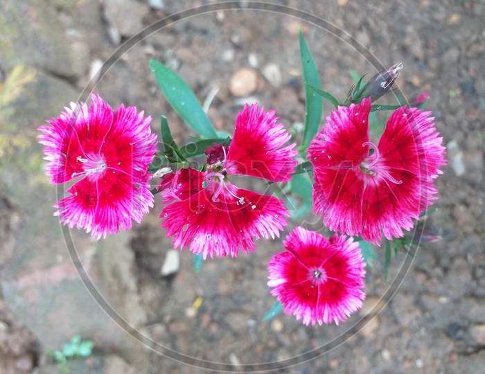 Natural pink flowers in garden