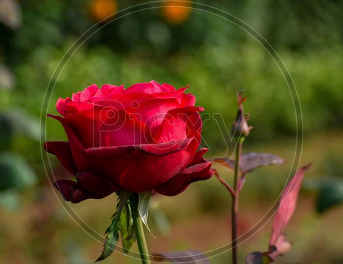 rose flower in spring